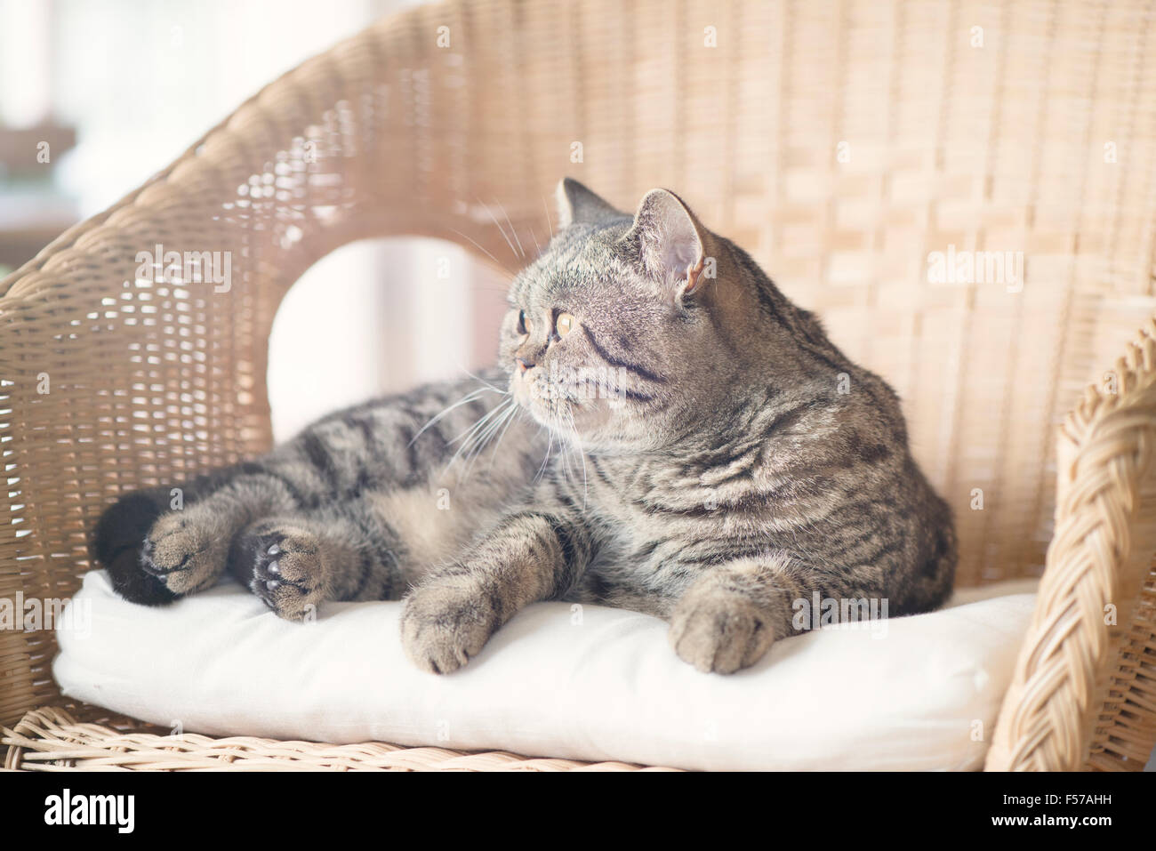 British Shorthair Gatto sdraiato nella sedia di vimini che guarda lontano. Curioso animale a casa. Foto Stock