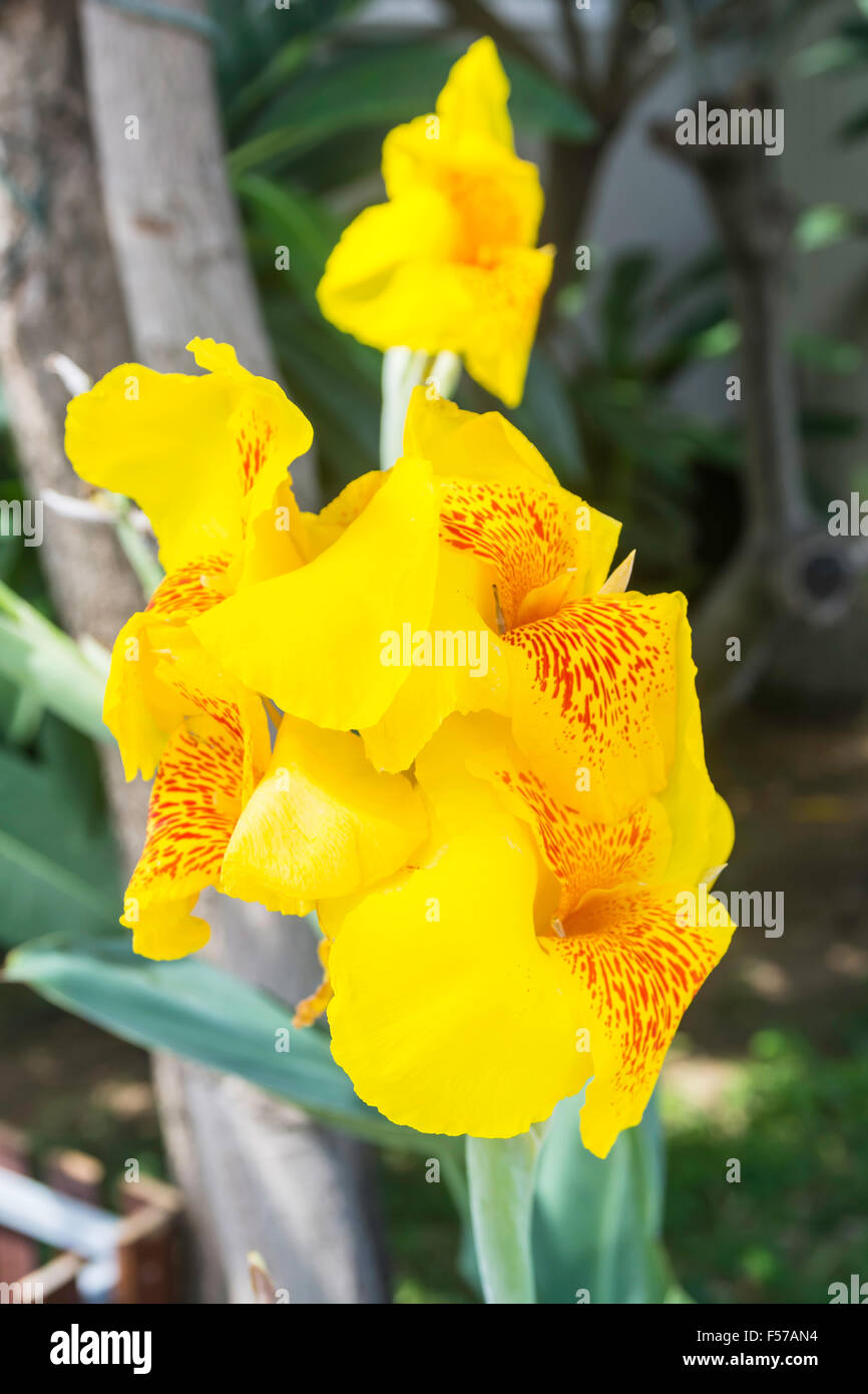 Canna in fiore nel giardino fotografia Foto Stock