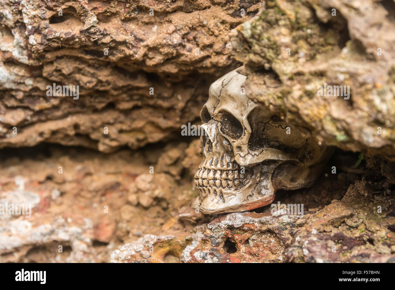 Cranio o scheletro di fotografia umana Foto Stock