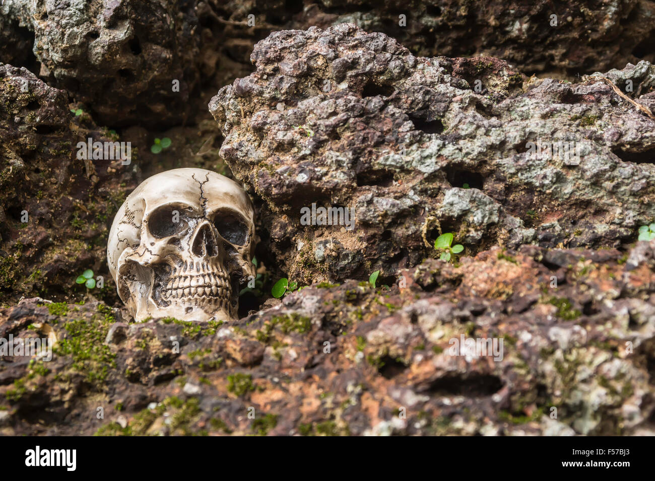 Cranio o scheletro di fotografia umana Foto Stock