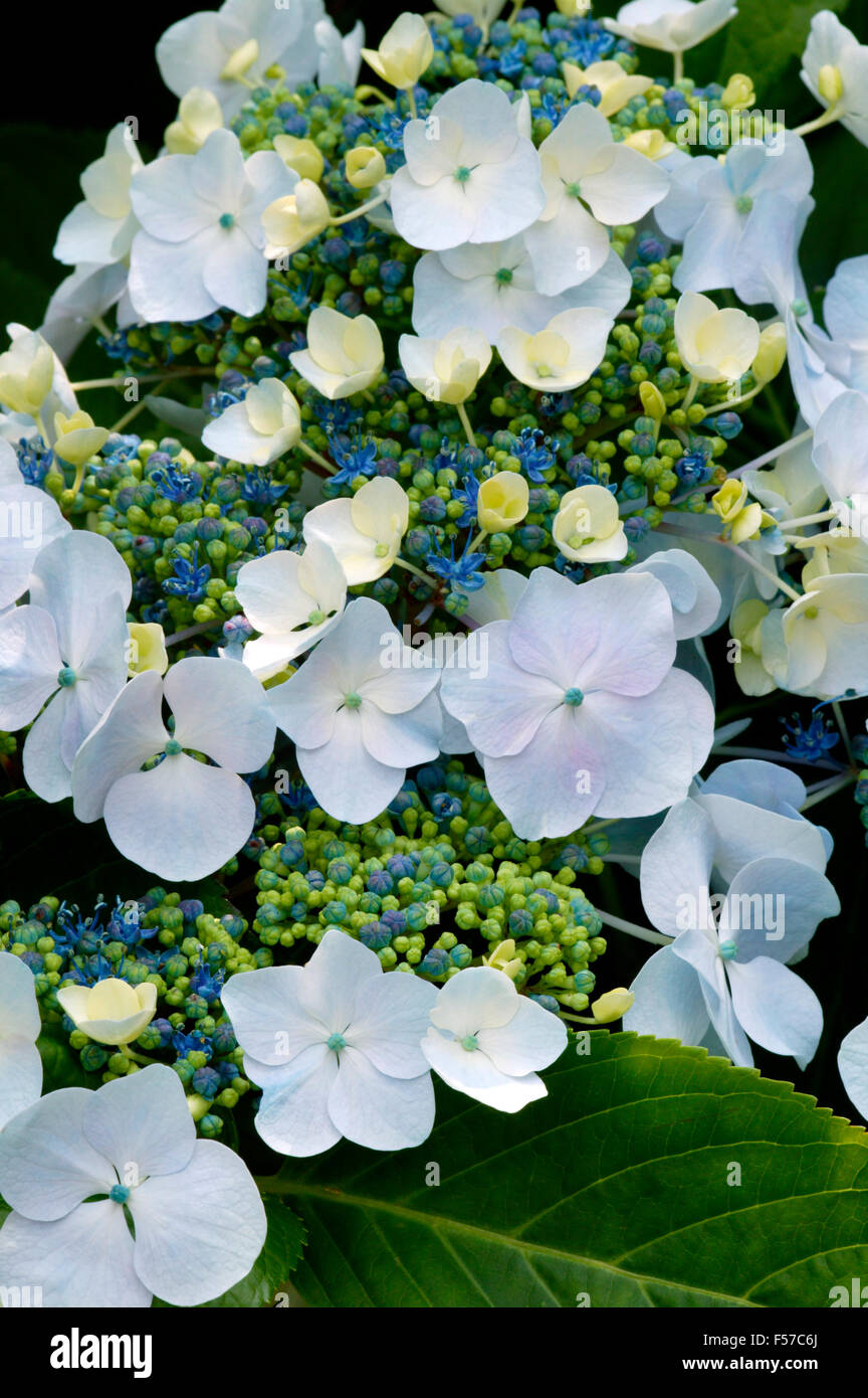 Lacecap idrangea. Primo piano di foglie e fiori blu. Luglio Gloucestershire Regno Unito. Foto Stock