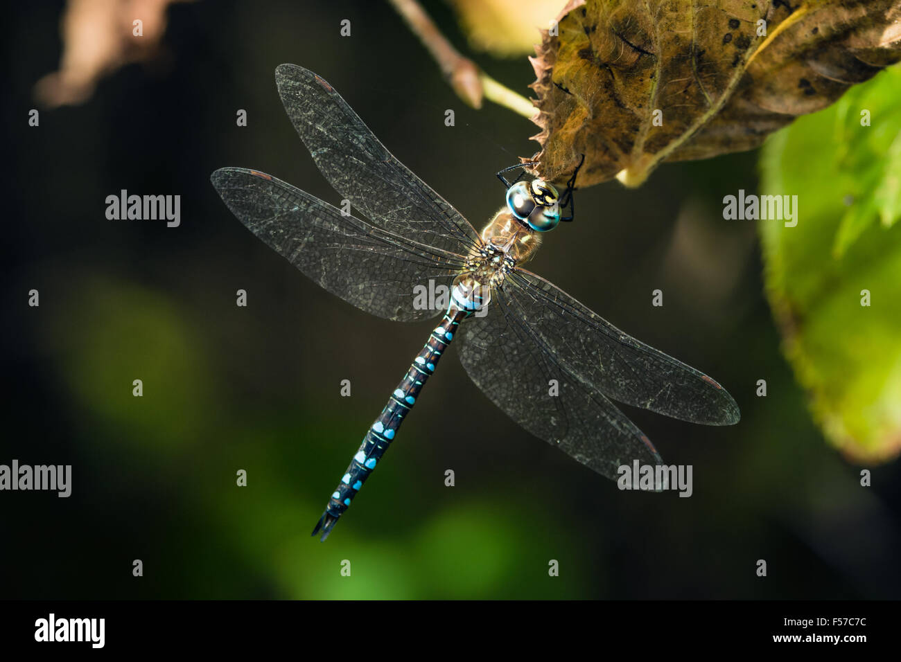 Dragonfly su un ramo. Foto Stock
