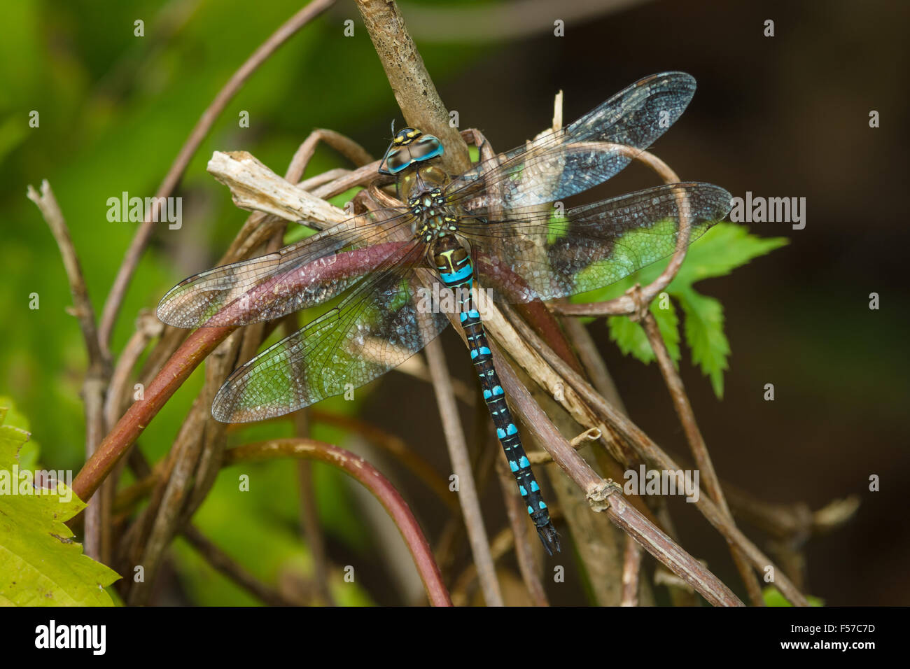 Dragonfly su un ramo. Foto Stock