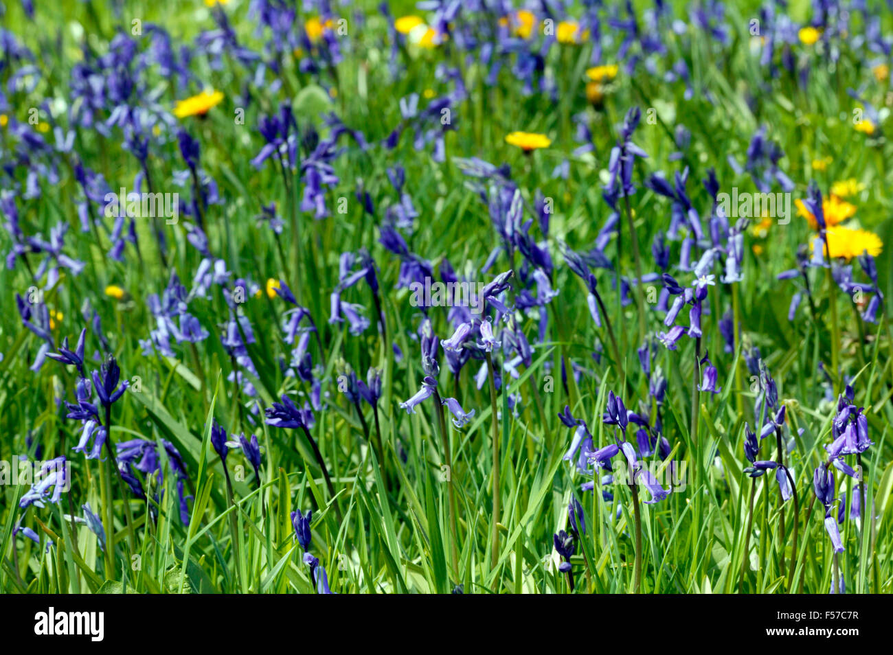 Endimione Hyacinthoides non scriptus (Bluebell). Bluebells e tarassaco fiorisce in aprile Gloucestershire. Foto Stock