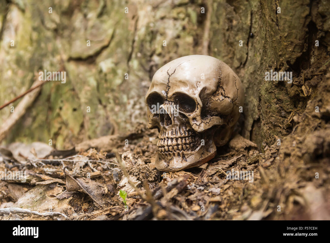 Cranio o scheletro di fotografia umana Foto Stock