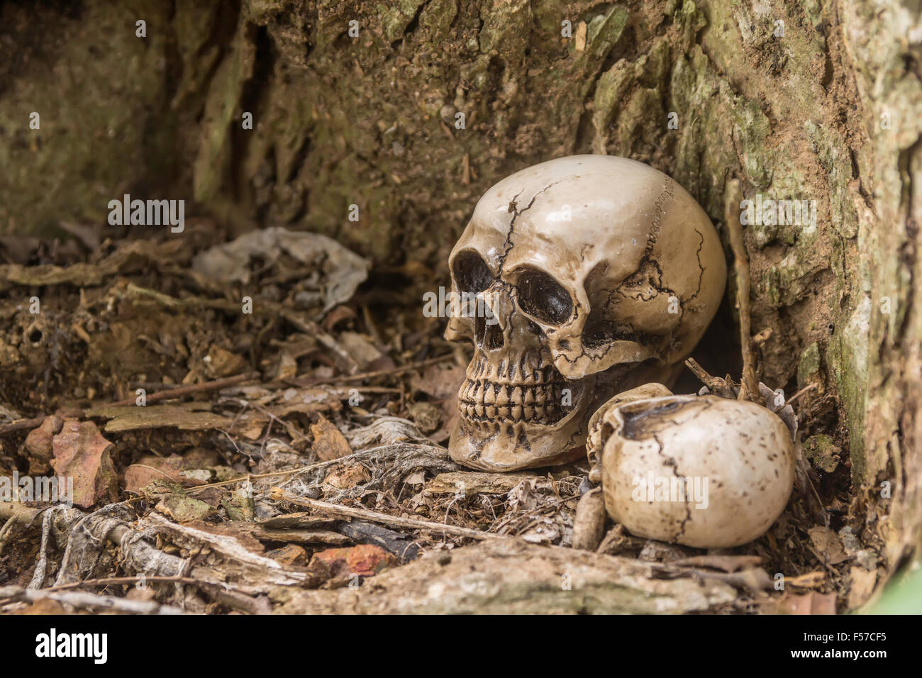 Cranio o scheletro di fotografia umana Foto Stock