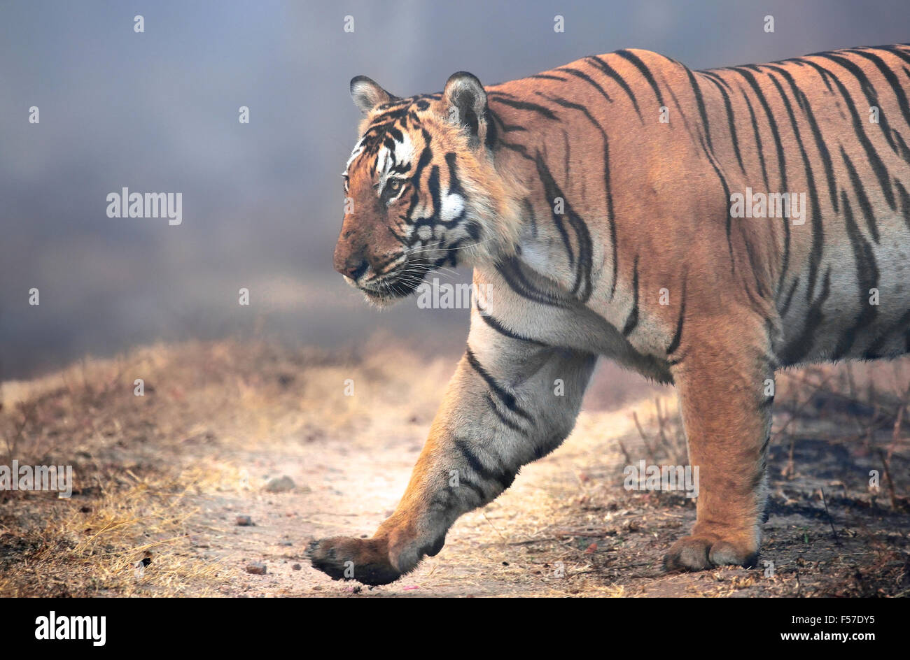 Un massiccio Tiger ! Foto Stock