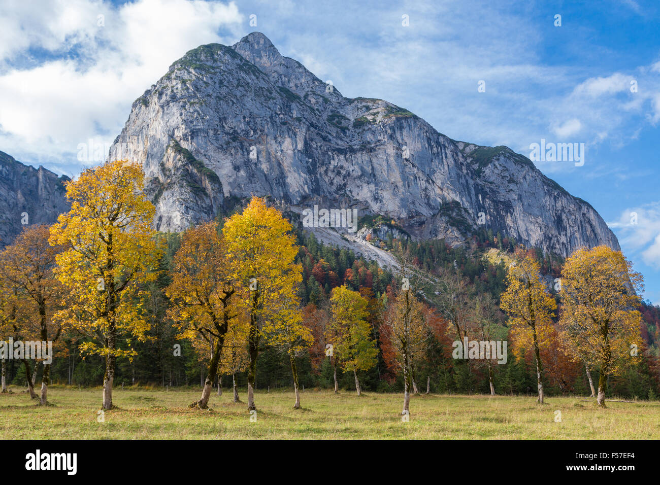 Vivacemente colorato autunno Alberi di fronte a Gamsjoch mountain, Großer Ahornboden, Eng-Alm, Hinterriss, Karwendel, Tirolo, Austria Foto Stock