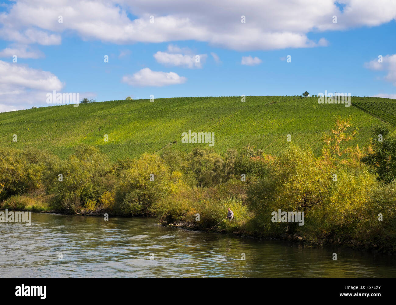 Il pescatore am Main, vigneti, Weinlage Stammheimer Eselsberg, Stammheim am Main, Franconia, bassa Franconia, Franconia, Bavaria Foto Stock