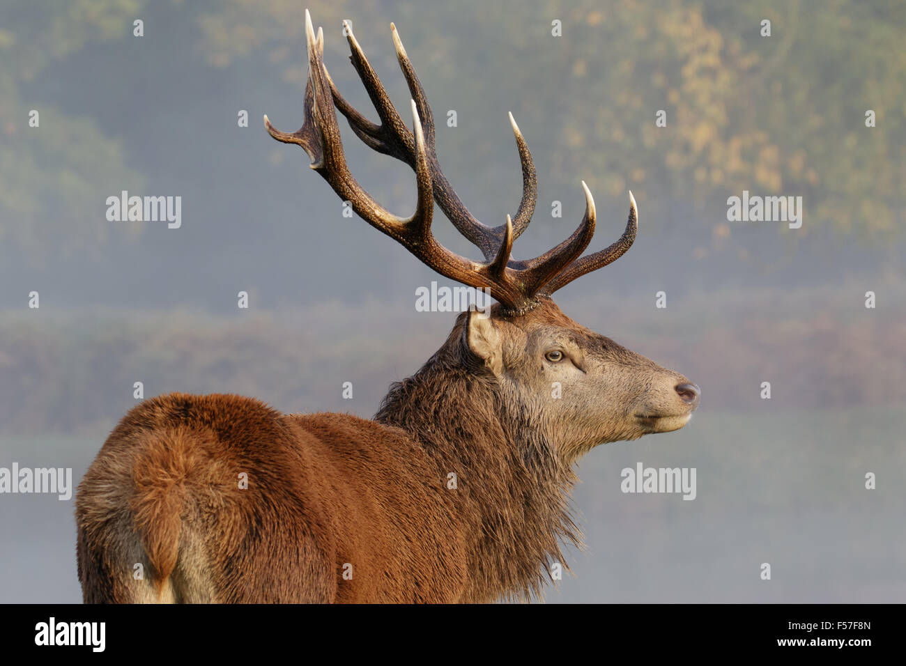 Ritratto di un cervo rosso stag. Foto Stock