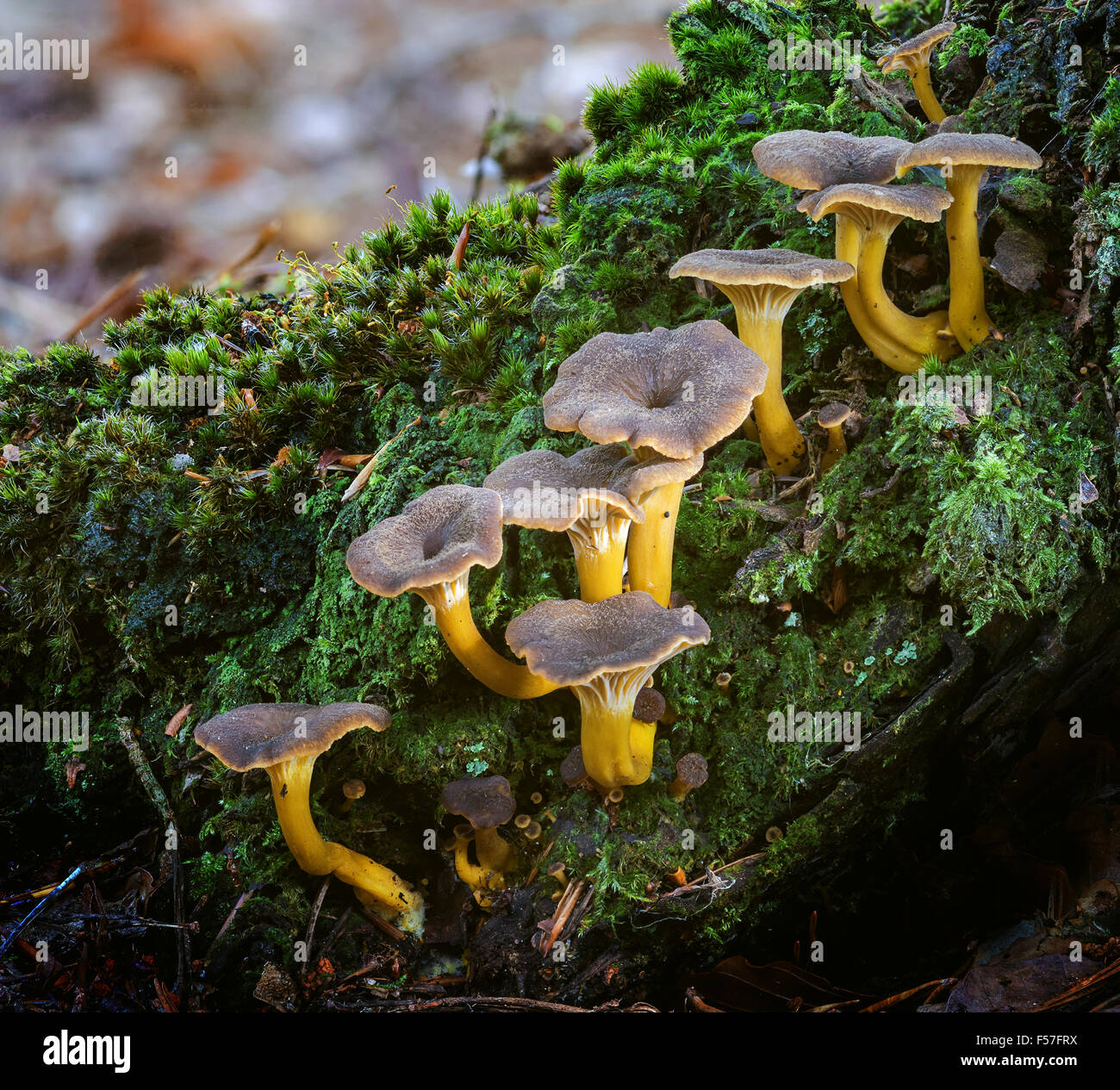 Craterellus tubaeformis (inverno) Chanterelle Foto Stock
