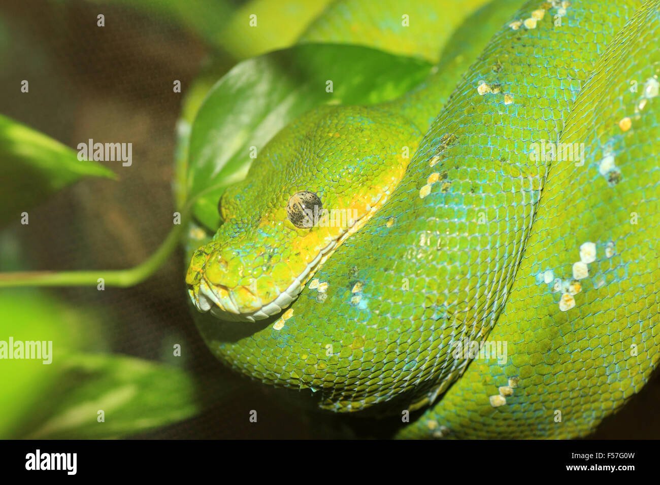 Il Boa verde o verde albero python (Morelia viridis) nel nord Australia Foto Stock