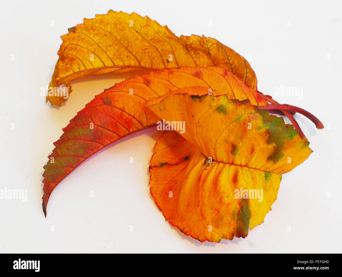 Autunno, foglie,giallo,ocra,ruggine,marrone,verde,bianco Foto Stock