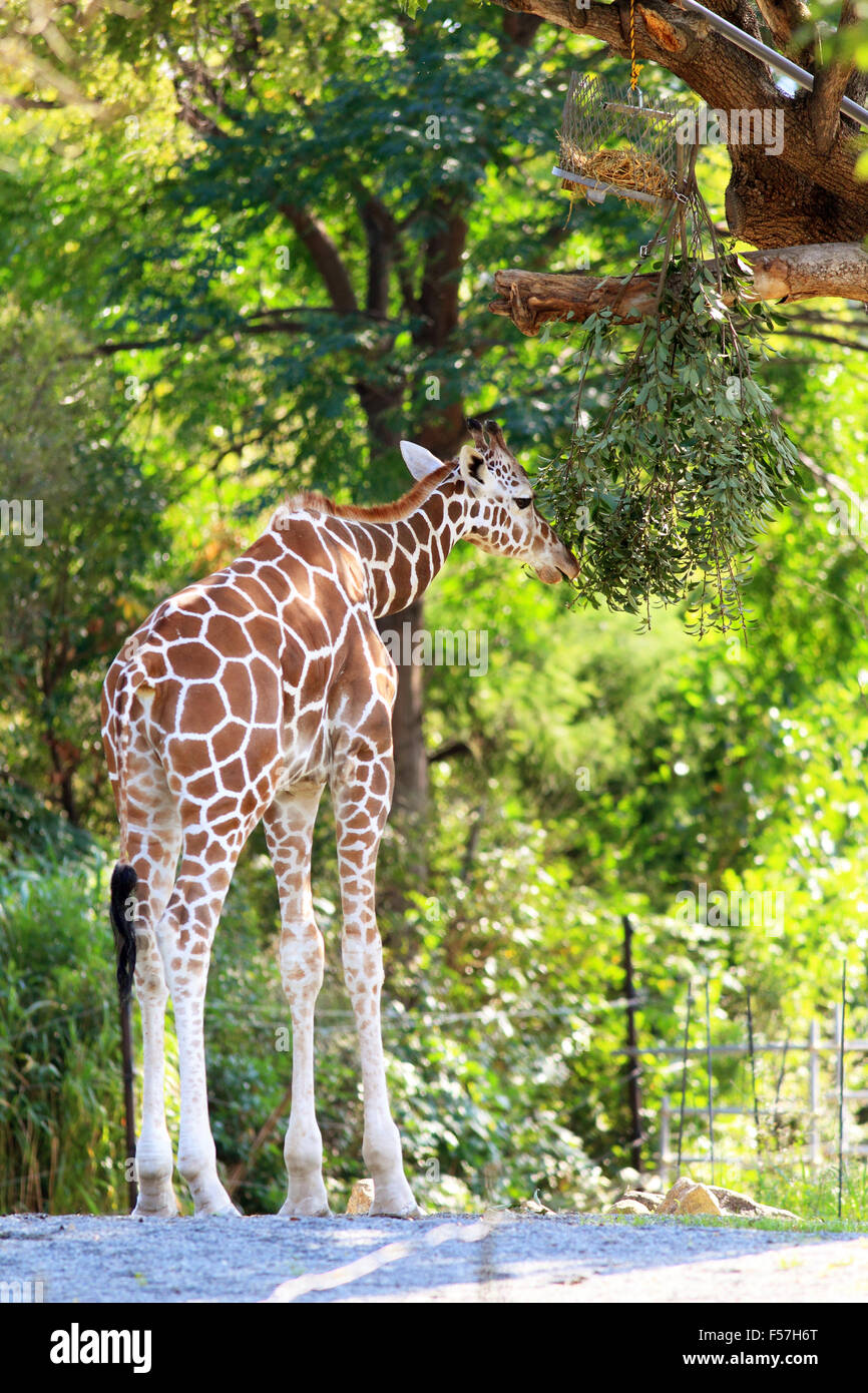 Giraffe (Giraffa camelopardalis) Foto Stock