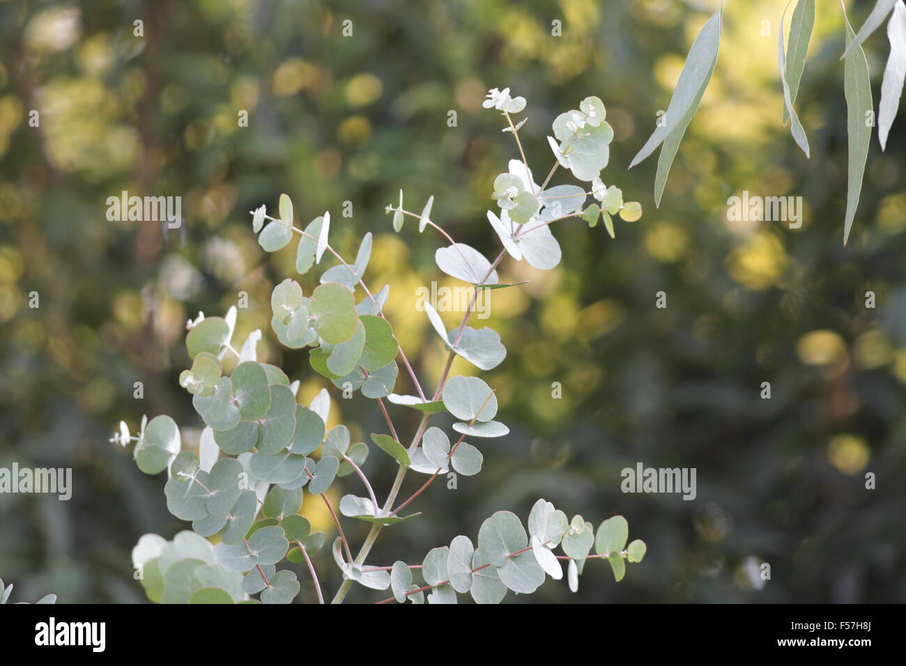 albero di eucalipto Foto Stock