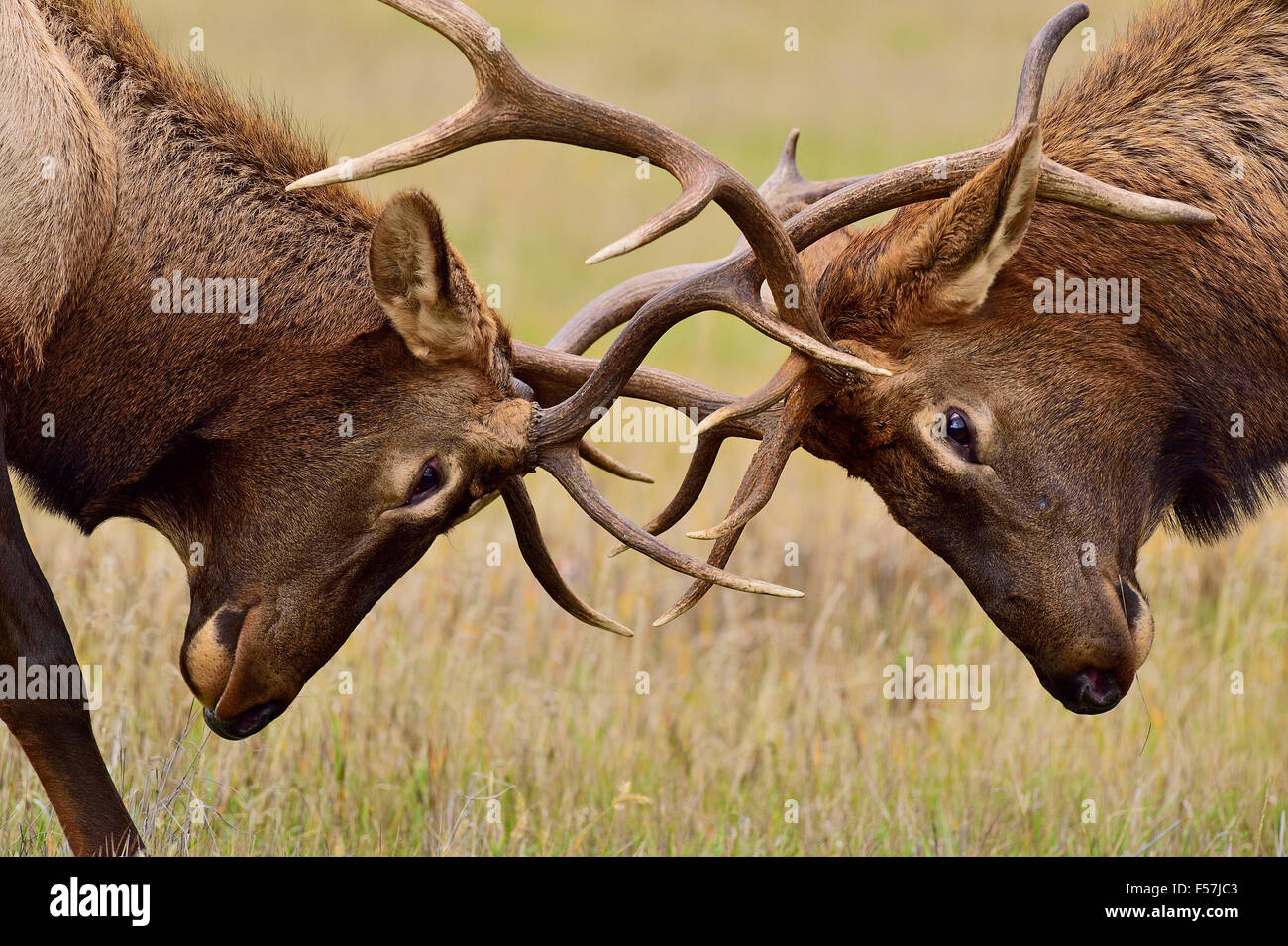 Una chiusura di due giovani bull elk Cervus elaphus, in una aggressiva battaglia Foto Stock