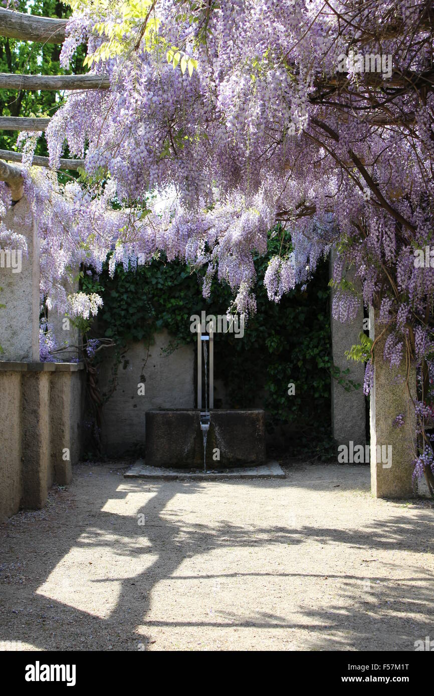 Albero di glicine in Görlitz, Bassa Sassonia, Germania Foto Stock