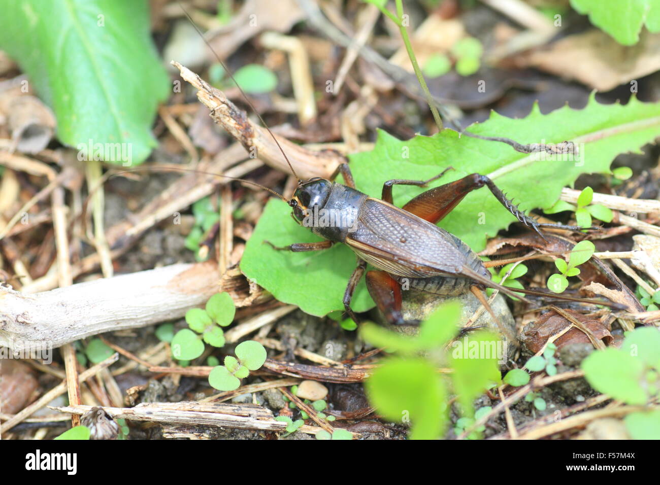 Emma field cricket (Teleogryllus emma) in Giappone Foto Stock