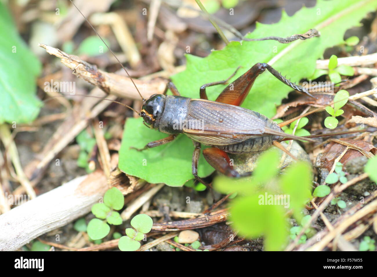 Emma field cricket (Teleogryllus emma) in Giappone Foto Stock