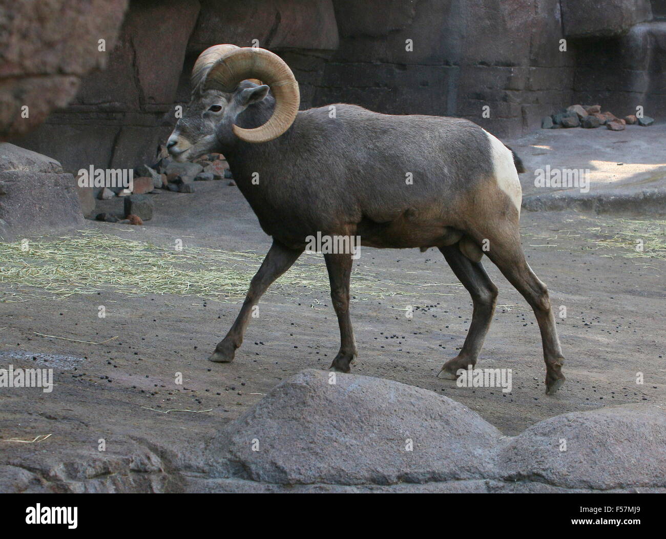 Maschio maturo North American Bighorn (Ovis canadensis) Foto Stock