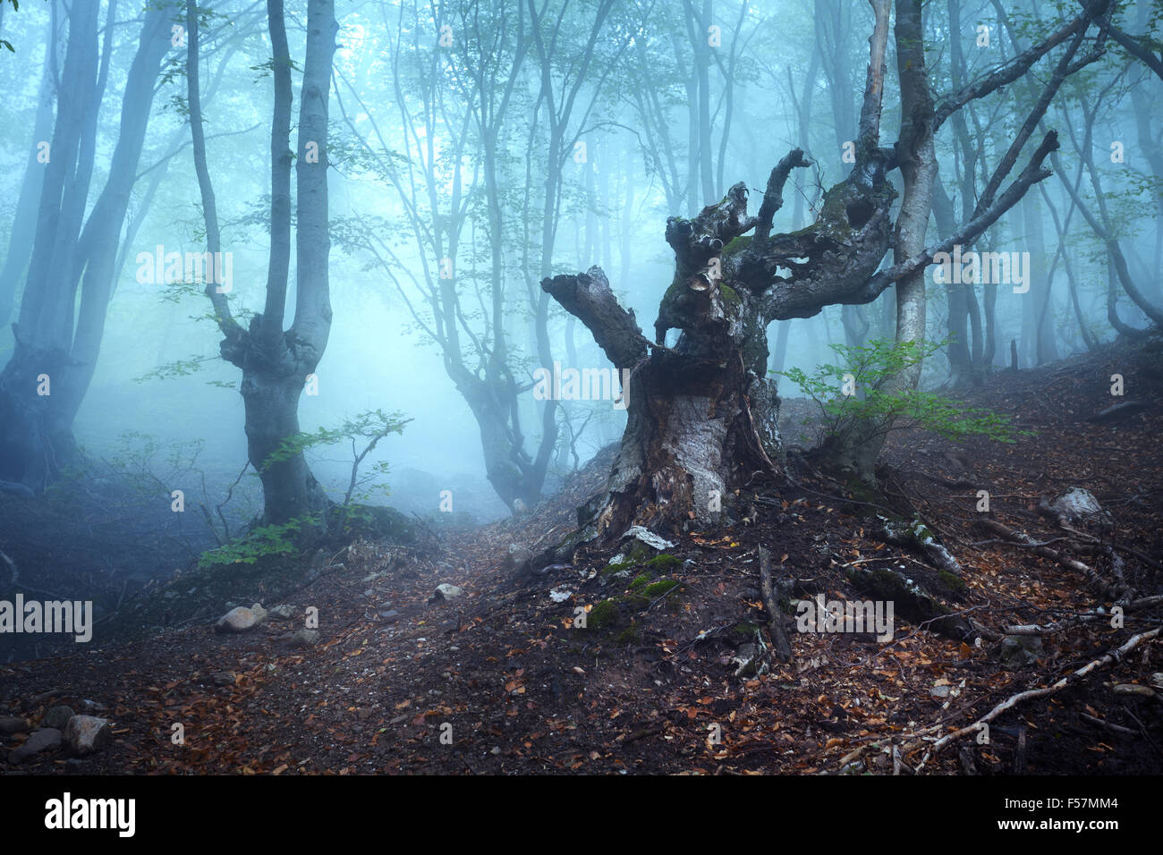 Sentiero attraverso un misterioso vecchio foresta nella nebbia. In autunno la mattina in Crimea. Magica atmosfera. Fairytale Foto Stock