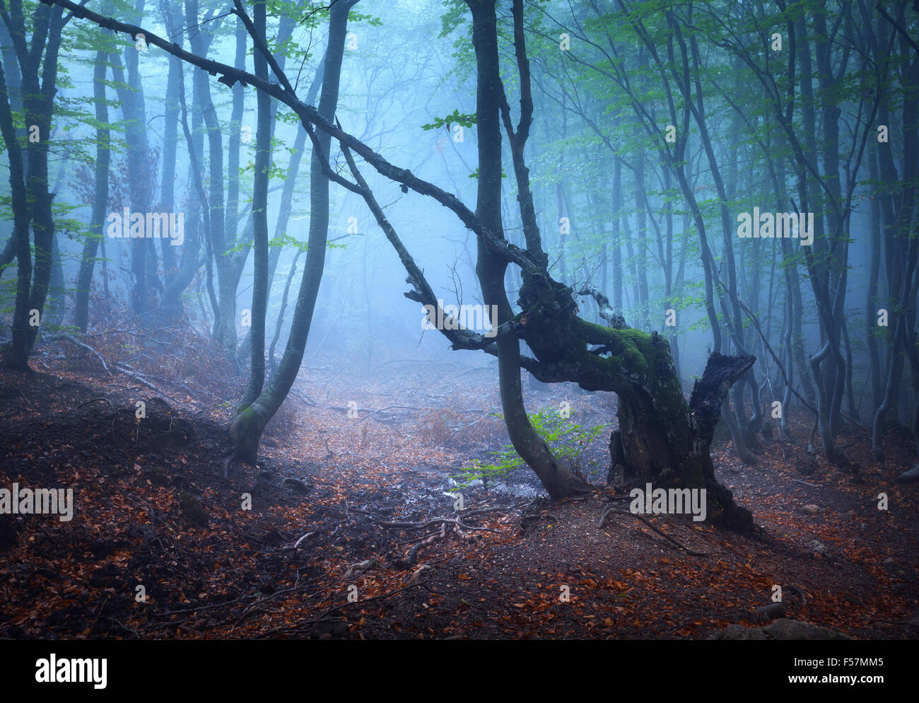 Sentiero attraverso un misterioso vecchio foresta nella nebbia. In autunno la mattina in Crimea. Magica atmosfera. Fairytale Foto Stock