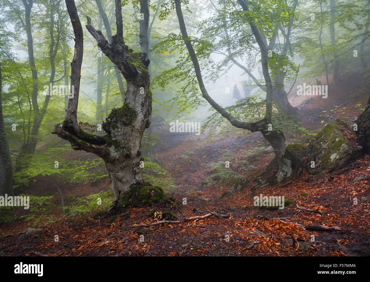 Sentiero attraverso un misterioso vecchio foresta nella nebbia. In autunno la mattina in Crimea. Magica atmosfera. Fairytale Foto Stock