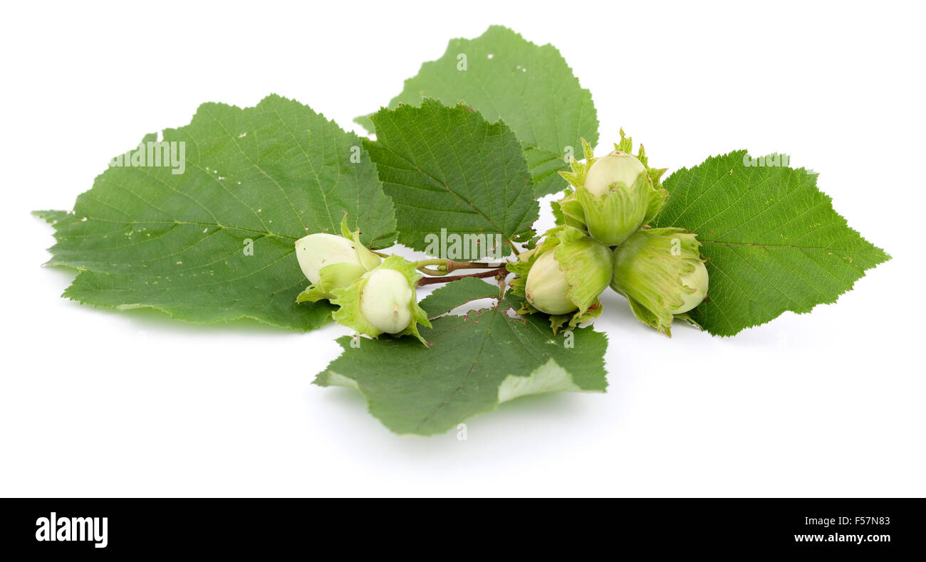 Ramo di acerbi nocciola su sfondo bianco Foto Stock