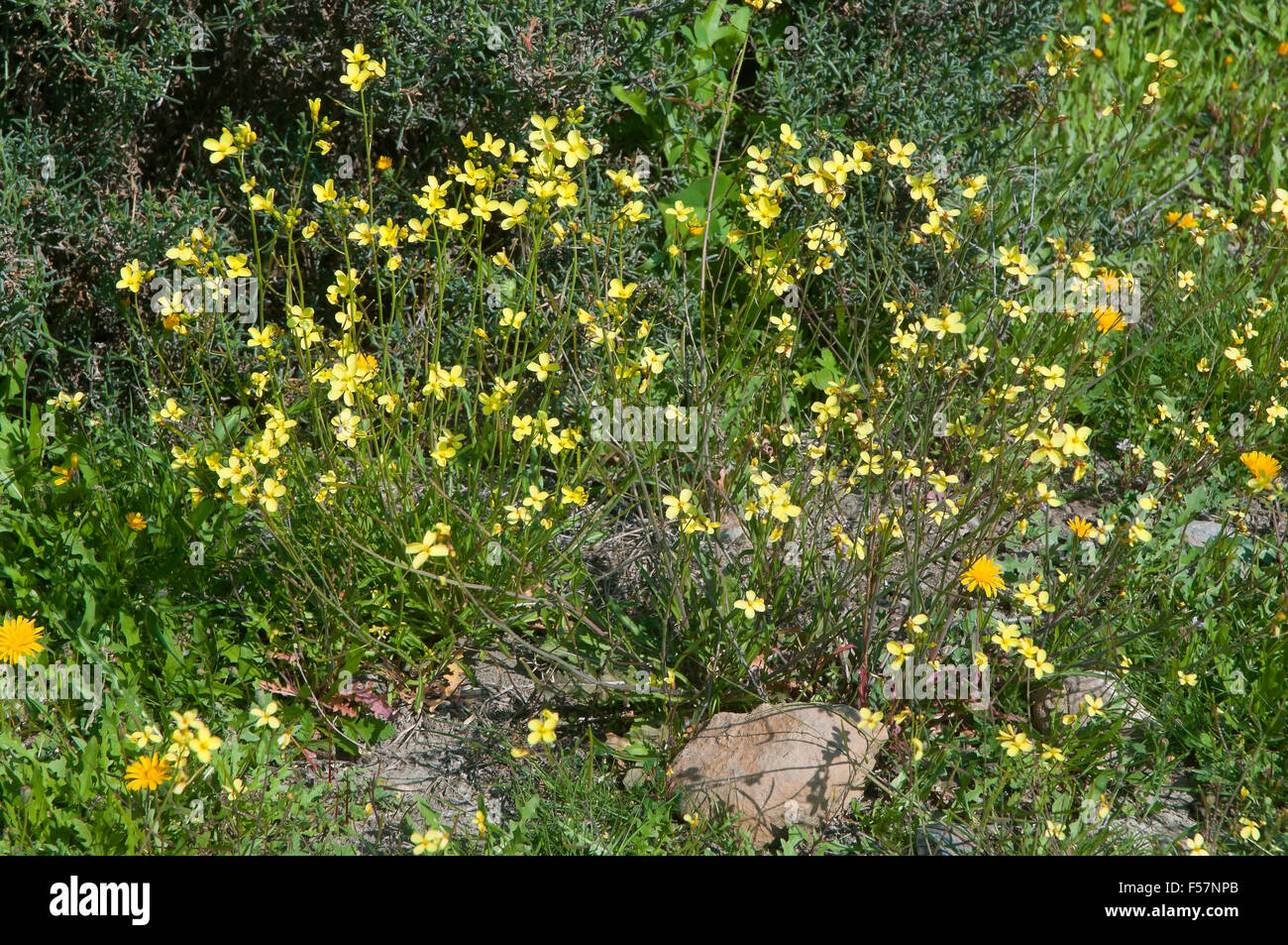 Macchia naturale deserto Tabernas - Diplotaxis, provincia di Almeria, regione dell'Andalusia, Spagna, Europa Foto Stock