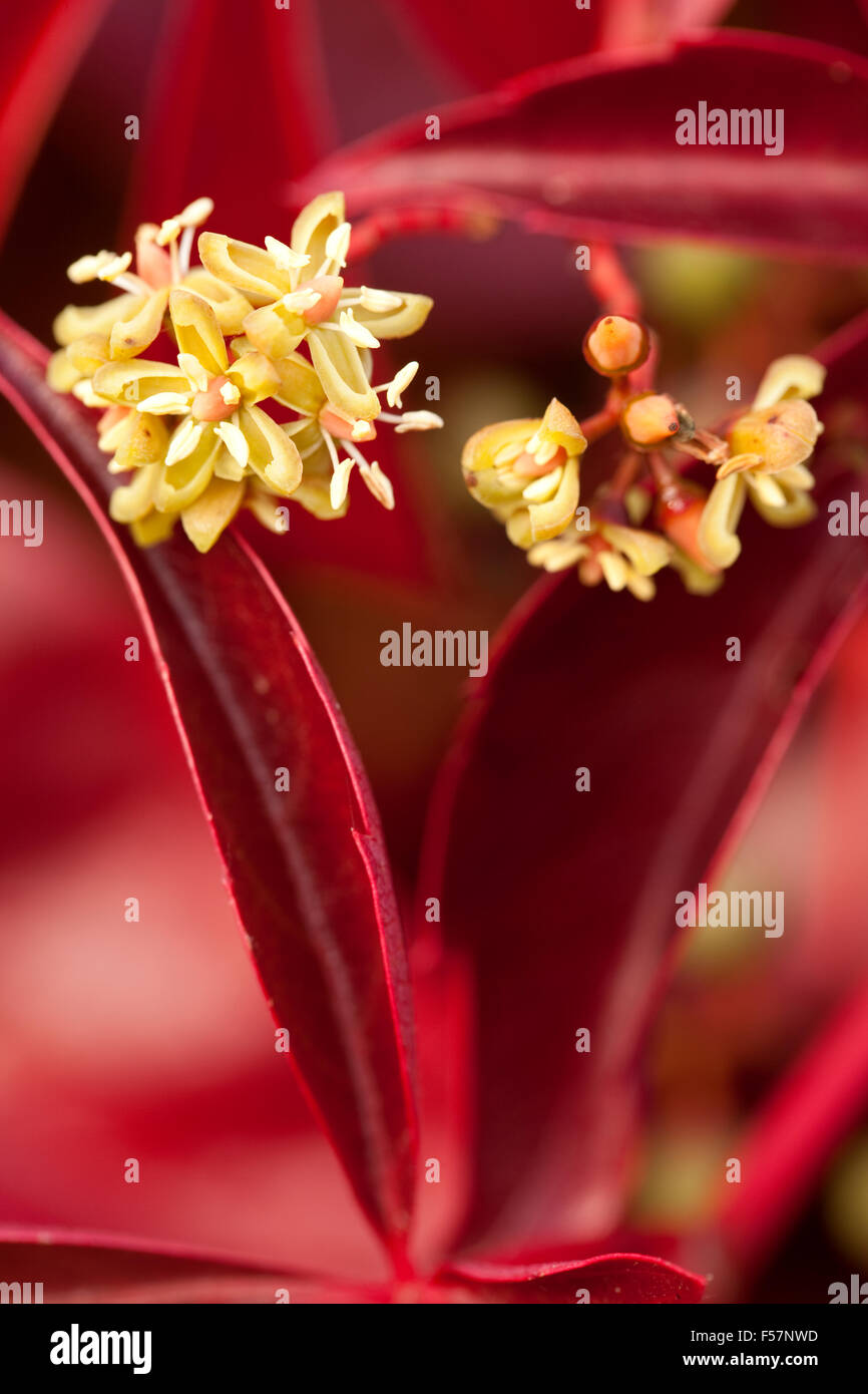 Boston ivy (Parthenocissus tricuspidata) con fiore Foto Stock