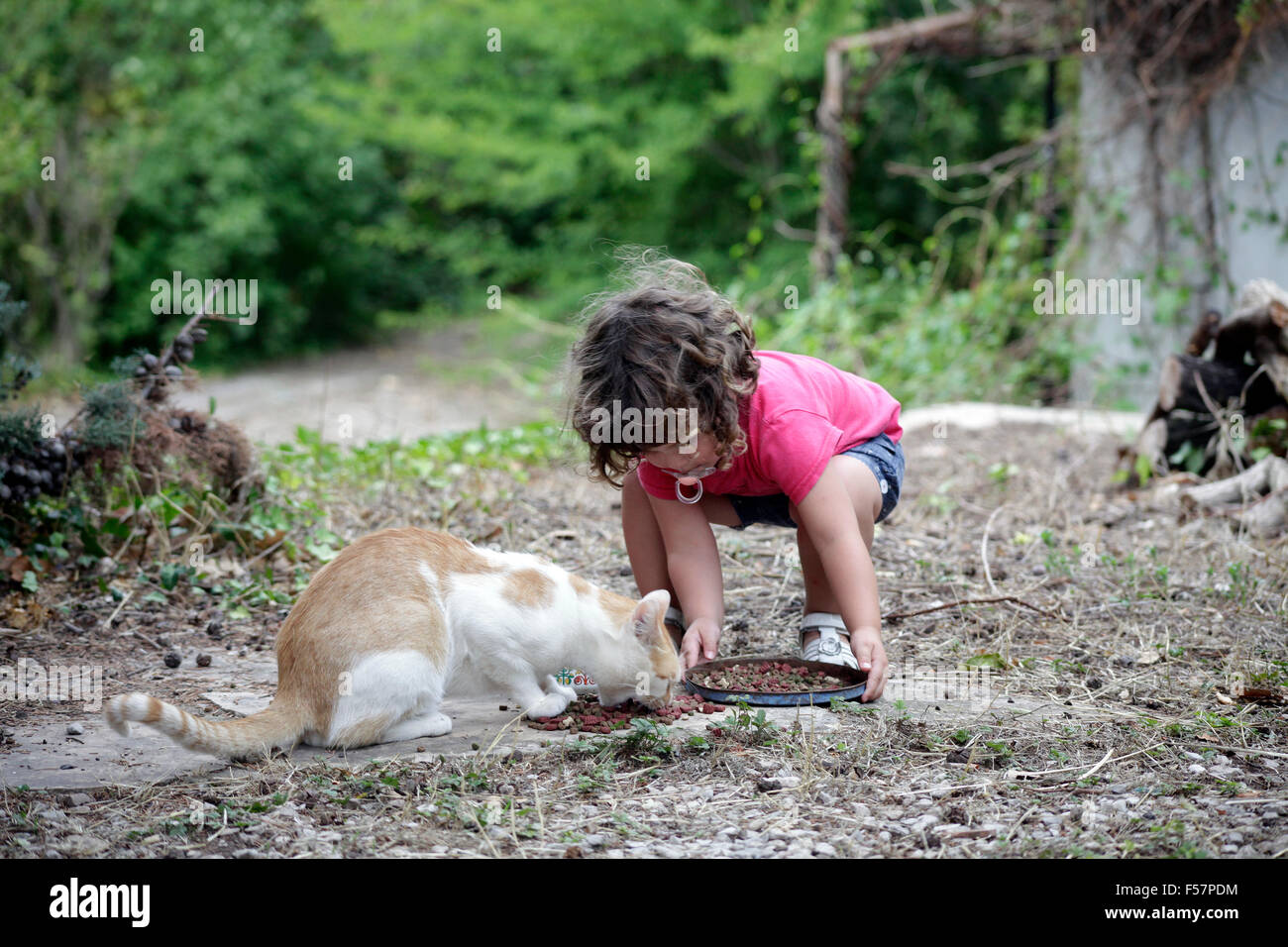 Bambino alimentazione di un gatto. Foto Stock