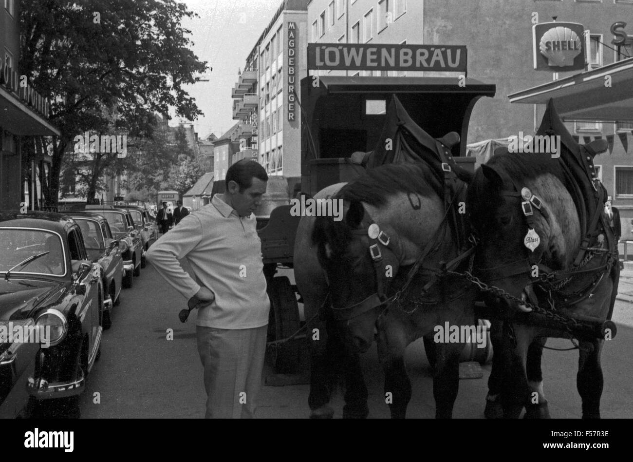 Der deutsche Schauspieler Karl Heinz Hillebrand Mit einem Brauereigespann Löwenbräu in München, Deutschland 1960er Jahre. Attore tedesco Karl Heinz Hillebrand a Monaco di Baviera con una carrozza di Loewenbraeu, birreria, Germania 1960s. 24x36swNeg155 Foto Stock