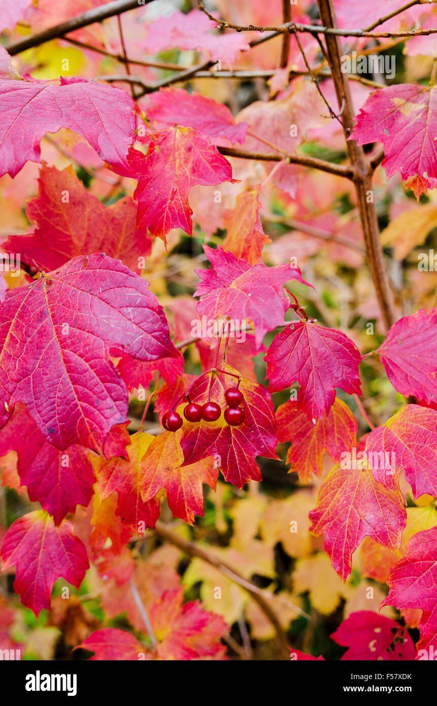 Foglie di autunno a bacca rossa e molti colori Foto Stock