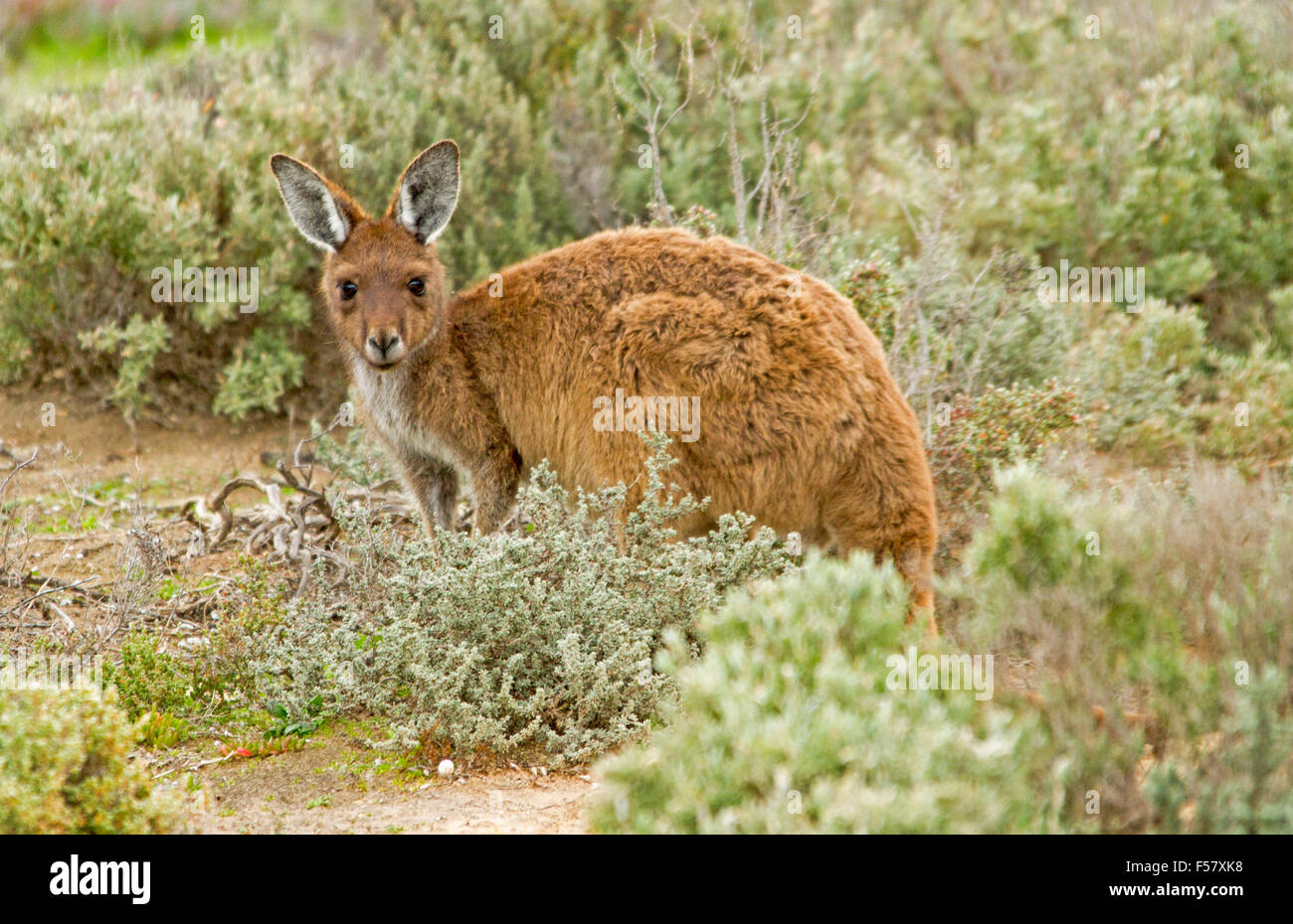 Bella occidentale Canguro grigio, Macropus fuliginosus nel selvaggio tra bassi cespugli verdi, girando a guardare fotocamera nel Parco Nazionale di Innes Foto Stock