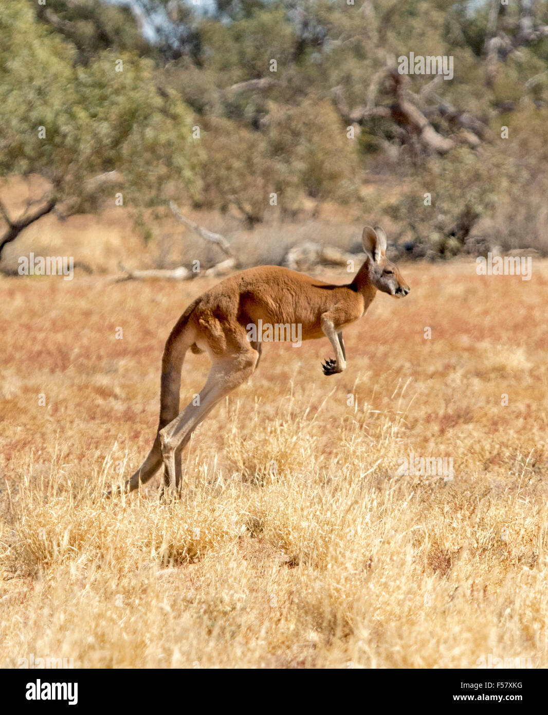Grande maschio di canguro rosso, Macropus rufus, bounding attraverso arido entroterra paesaggio di golden erbe con alberi in background Foto Stock