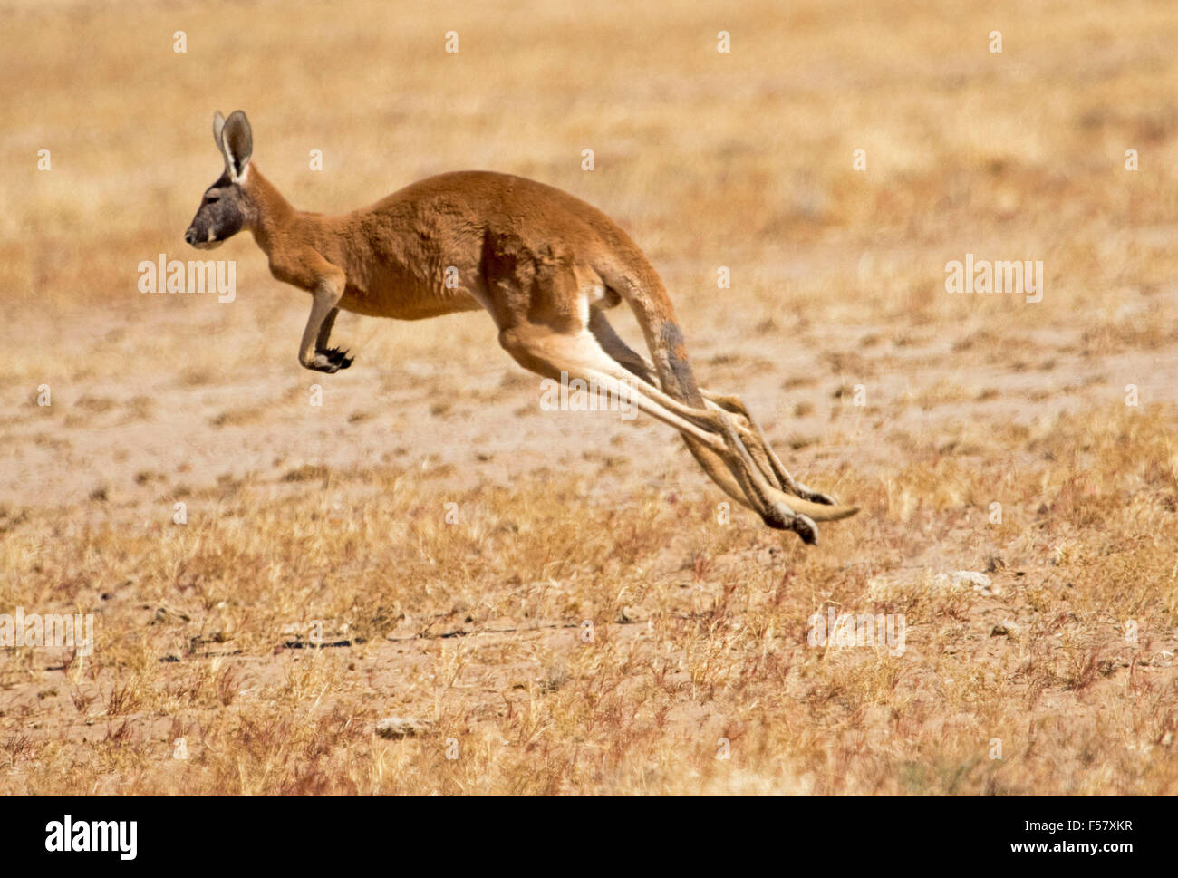 Maschio di canguro rosso, Macropus rufus, a mezz aria con le gambe estese, bounding attraverso arido entroterra australiano di paesaggio Foto Stock