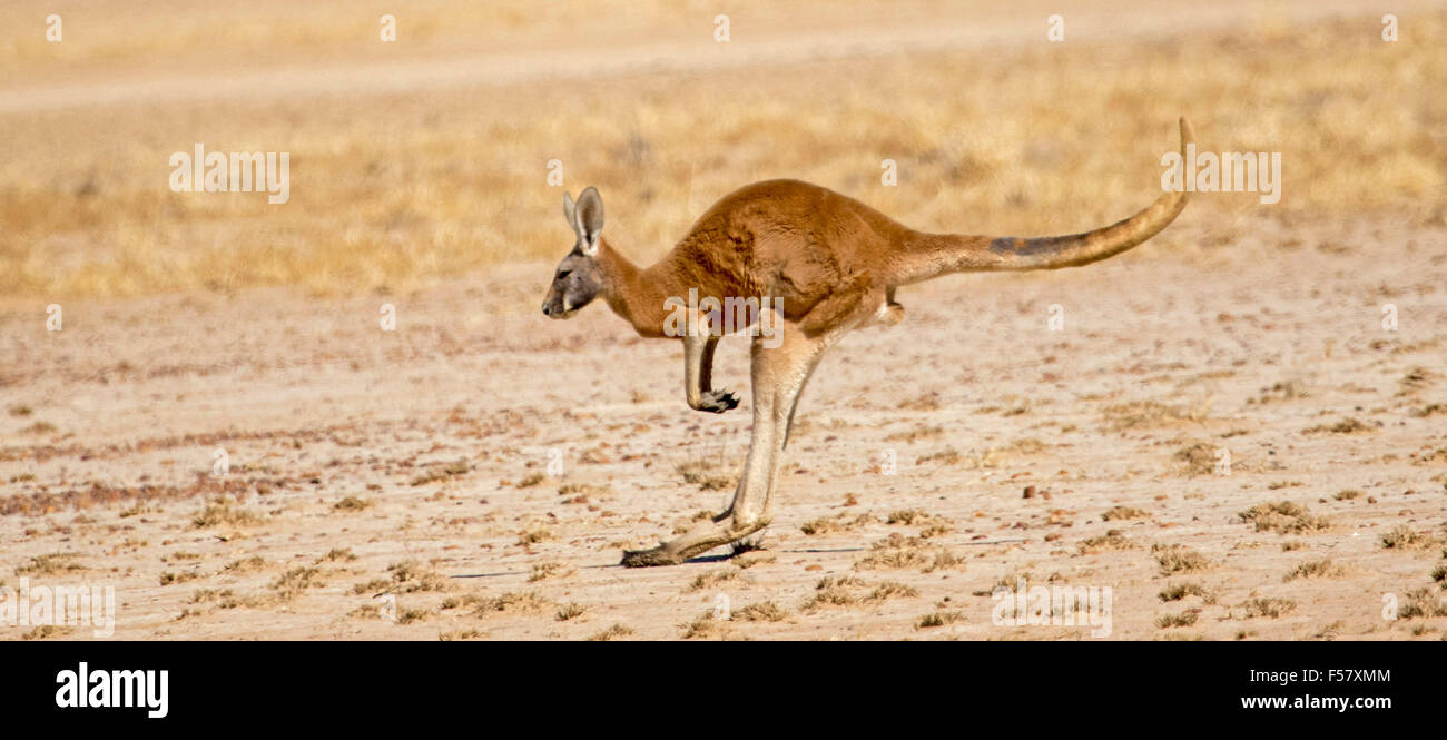 Vista panoramica del maschio di canguro rosso, Macropus rufus, a mezz aria con coda estesa, bounding attraverso arido entroterra paesaggio Foto Stock