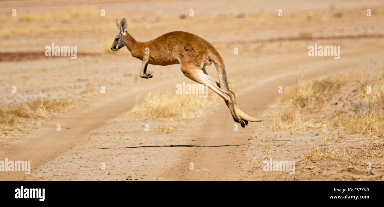 Maschio di canguro rosso, Macropus rufus, a mezz aria con le gambe estese, bounding attraverso outback road in arido entroterra paesaggio Foto Stock
