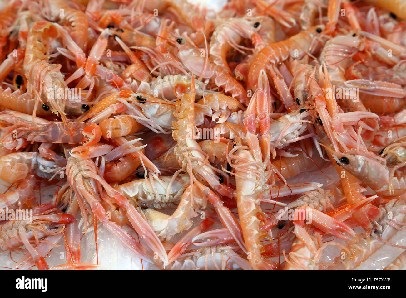 Scampi su ghiaccio al mercato del pesce Foto Stock
