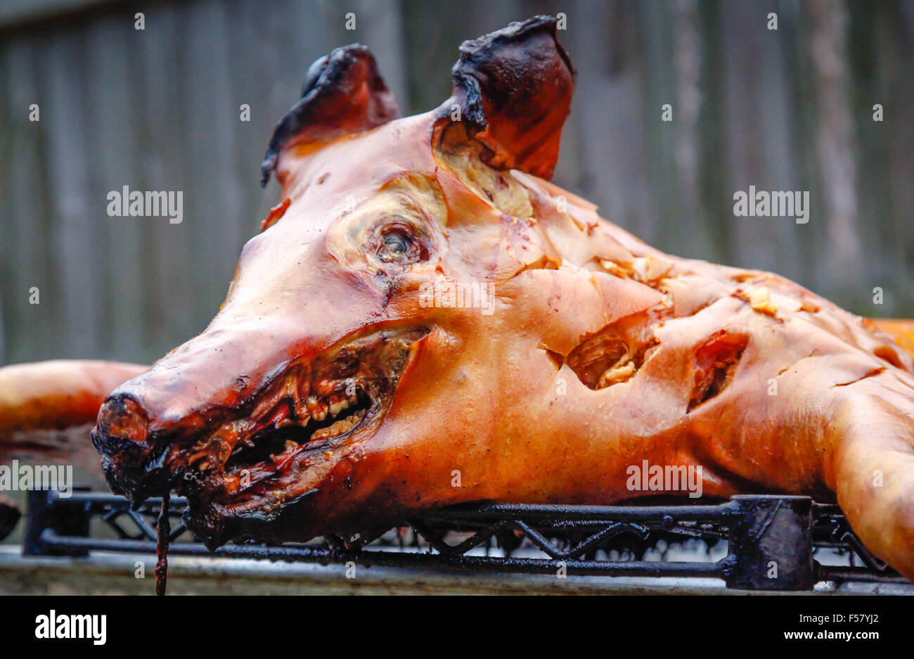 Un drammaticamente croccante maiale arrosto su un rack all'aperto, appena rimosso dal tradizionale stile cubano al di sopra del terreno nella casella di cottura Foto Stock