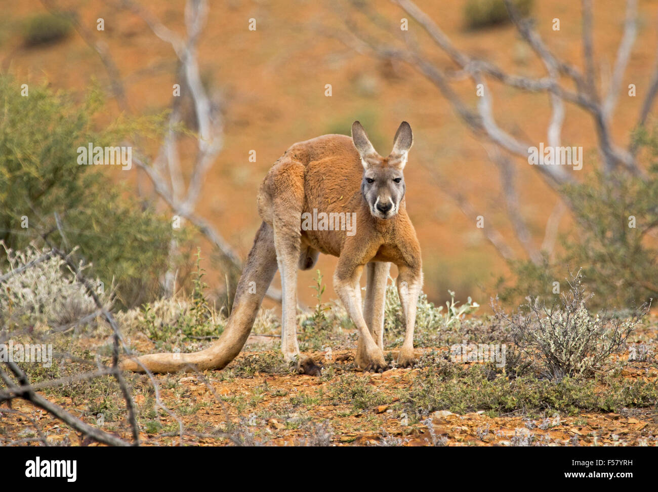 Maschio di canguro rosso, Macropus rufus, accovacciato pongono nel paesaggio outback con terra rossa, bassa vegetazione verde e alberi morti Foto Stock