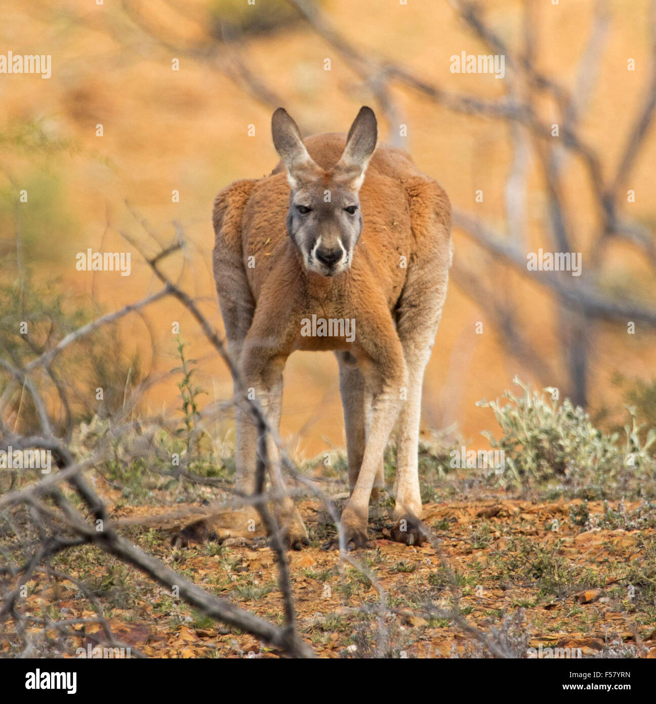 Close-up del maschio di canguro rosso, Macropus rufus, accovacciato pongono accanto a bassa vegetazione in terra rossa di outback Australia Foto Stock
