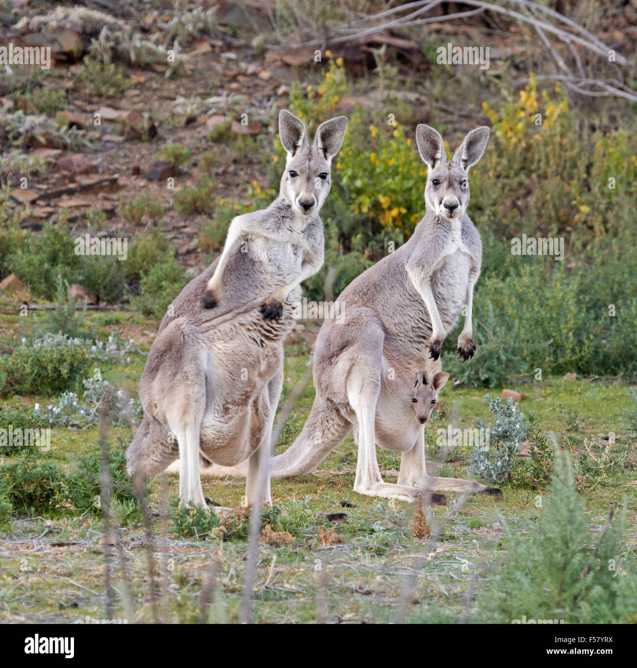 Due femmina canguri rossi, Macropus rufus con joeys nelle loro tasche fissando la telecamera a Mount Chambers Gorge outback in Australia Foto Stock