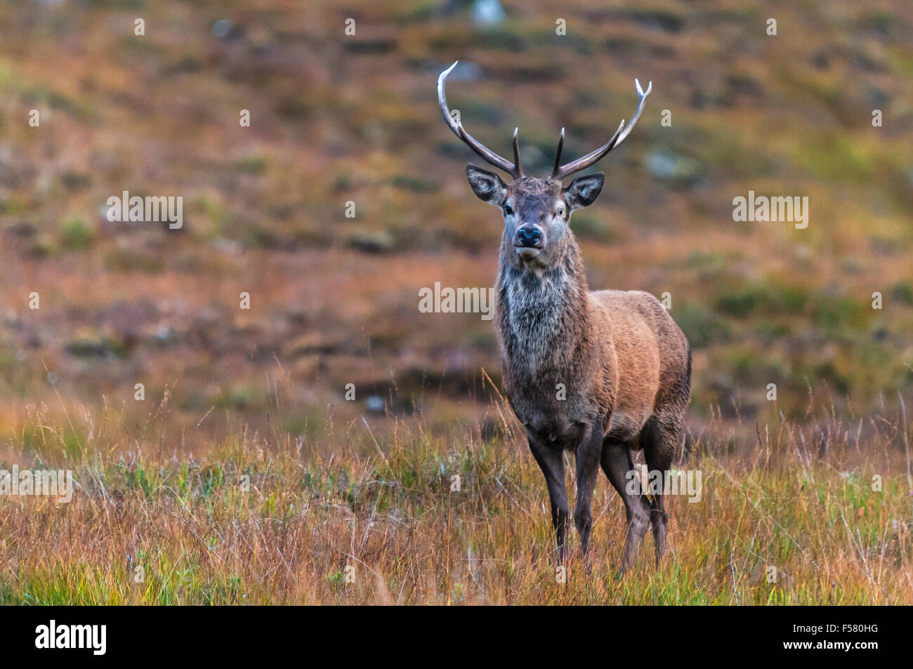 Un cervo rosso cervo, Cervus elaphus scoticus, in Glen Cassley, Sutherland, Scozia Foto Stock