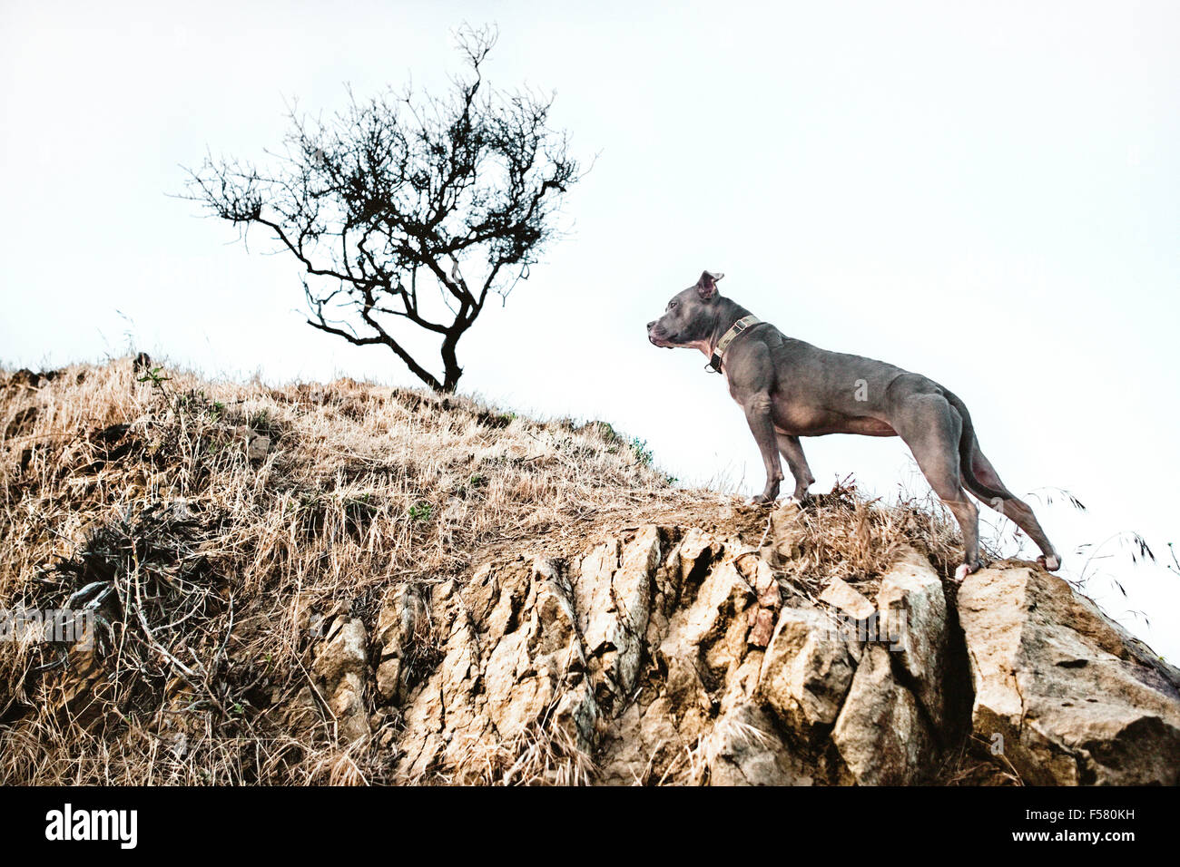 Eroica la postura di un cane di arrampicata a secco di un colle roccioso con un lone tree sterile in background Foto Stock