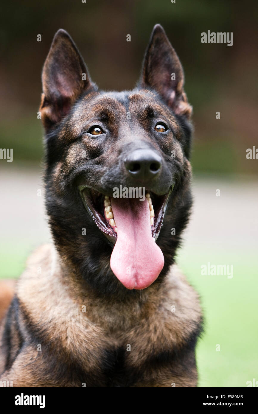 Vivace entusiasta energica vicino fino all'aperto di luce naturale headshot Malinois belga cane grande sorriso occhi luminosi orecchie fino la linguetta Foto Stock