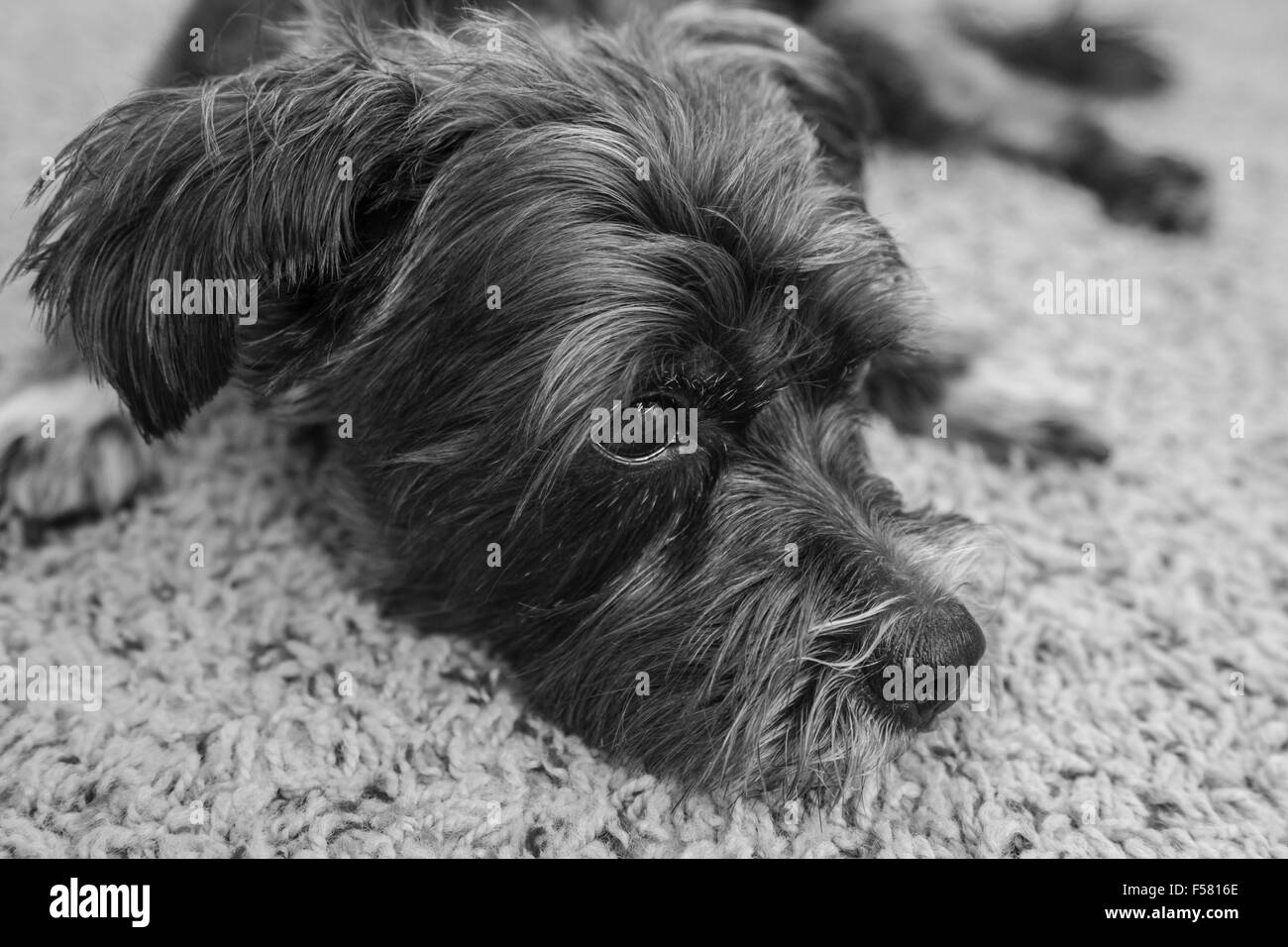 Foto in bianco e nero di Milo cane. Foto Stock