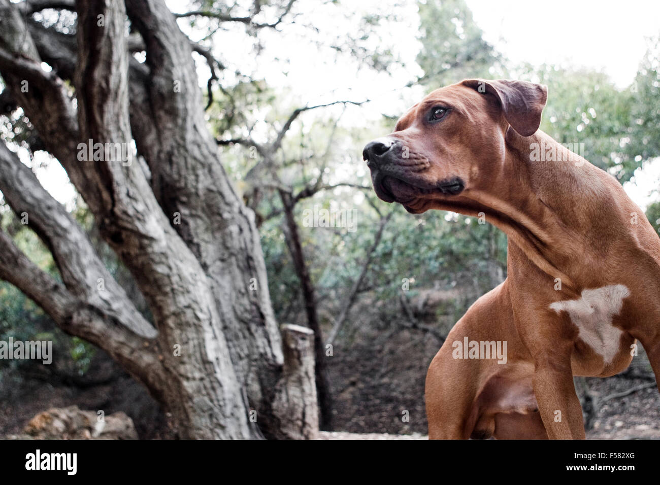 Il grassetto e il potente ritratto del maschio adulto Ridgeback rhodesiano cane in natura guardando al di fuori della fotocamera con bellissimi alberi in background Foto Stock