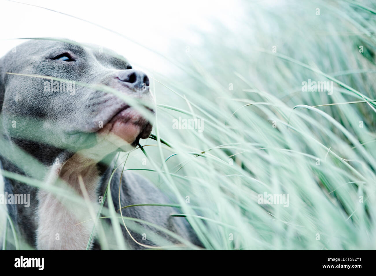 Ritratto di Pitbull blu testa sopra l erba del mare guardando fuori la telecamera verso destra Foto Stock