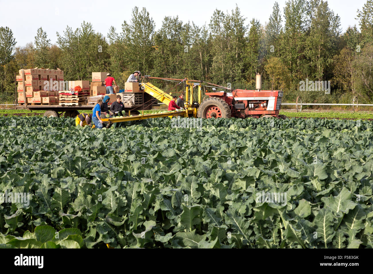Lavoratori agricoli che cavolo di raccolta " Brassica oleracea" . Foto Stock